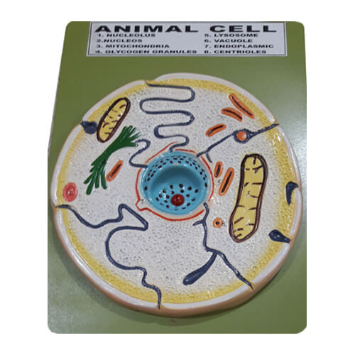 Animal Cell Model - FAIRS Traders
