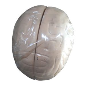 Human Brain Artificial Model