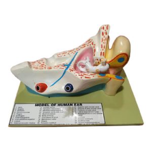 Human Ear Model-Scientific Ear Mode