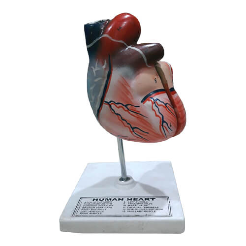 Human Heart Model