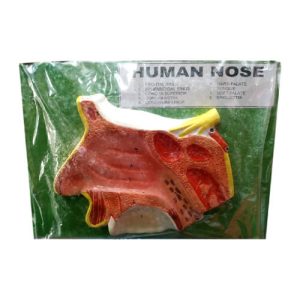 Human Nose Model On Board