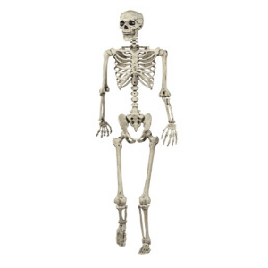 Human Skeleton 5 Feet