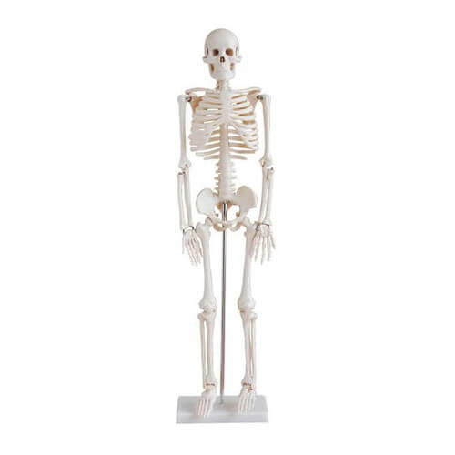 Human Skeleton 85CM, Model: XC-102
