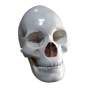 Human Skull Model