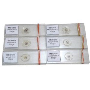 Meiosis Permanent Slide