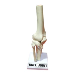Knee Joint Model