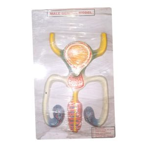Male Genital Model
