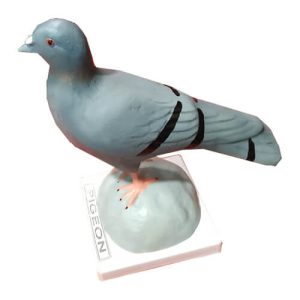 Pigeon Model